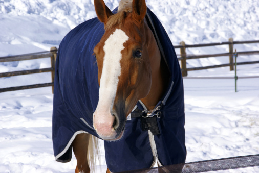 Brown horse with blue blanket on snowy winter morning,