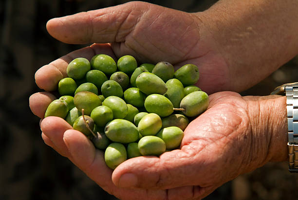 istock olives in old man's hand 145153244