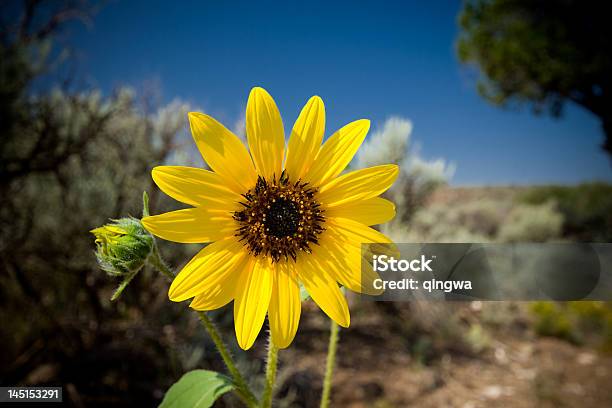 Helianthus Laetiflorus Girasol Artemisia Tridentata En Desert New Mexico Usa Foto de stock y más banco de imágenes de Girasol