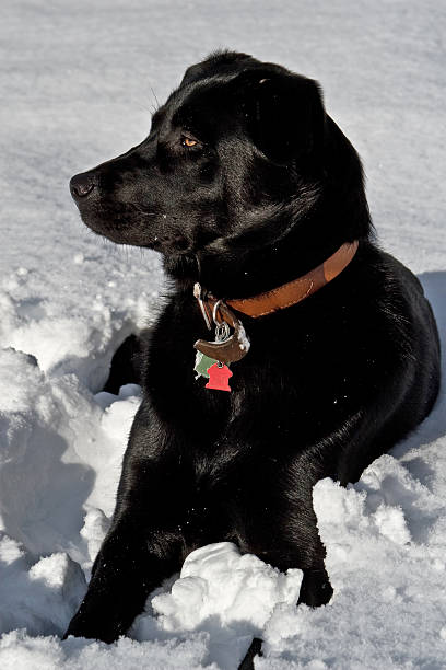 istock Puppy looking in the snow 145153557