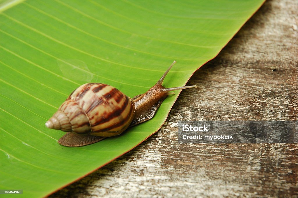 Garden Snail Garden snail on banana leaf Agriculture Stock Photo