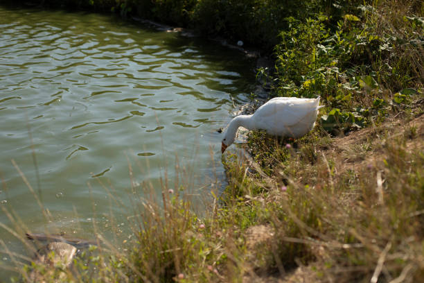 Goose on pond. Goose in countryside. White bird. Details of Goslings Life.