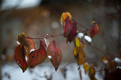 Autumn leaves in snow. Leaves in nature. Beautiful autumn weather. First snow on branches.