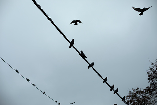 Pigeons sit on wire. Silhouettes of birds on electric wire. Details of life of urban birds. Pigeons against sky.