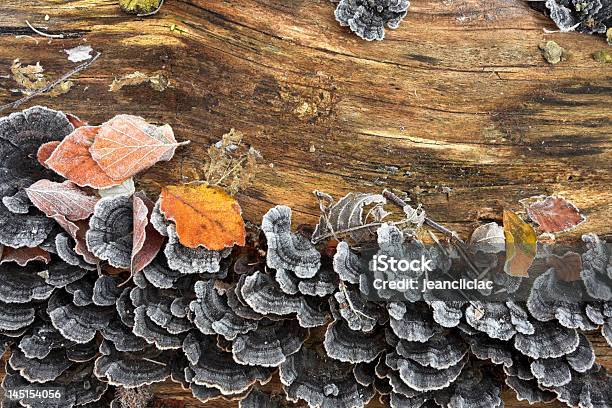 Foto de Cogumelo e mais fotos de stock de Agárico - Amanita - Agárico - Amanita, Agárico Laranja, Bosque - Floresta