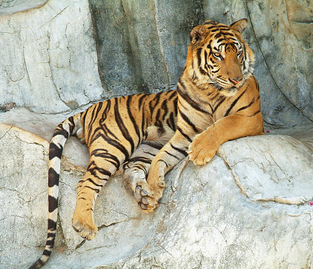 tigre em repouso - hurricane felix imagens e fotografias de stock