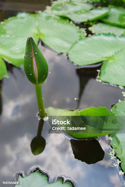 Lotus Stock Photo - Download Image Now - Agility, Asia, Botany