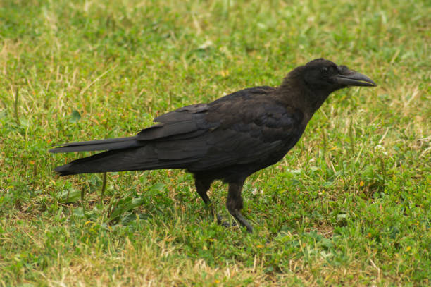 istock The young raven standing on the grass 1451545177