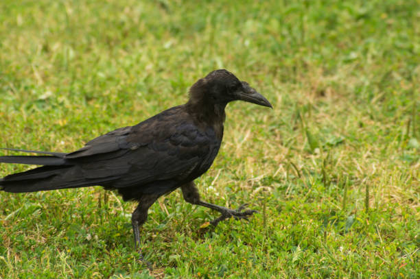 istock The young raven walks on the grass 1451545320