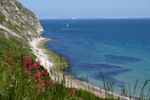 A gorgeous view from Ballard Down in Dorset, with the Isle of Wight in the distance. Wild coastal flowers in the foreground, cliffs, blue sea, sailing boat and the Isle of Wight in the background. Blue summer sky, horizontal photo.