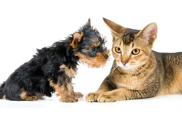 istock The puppy and kitten 145154571