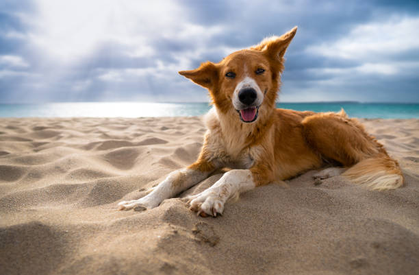 istock Dog lying at boa vista beach 1451546165