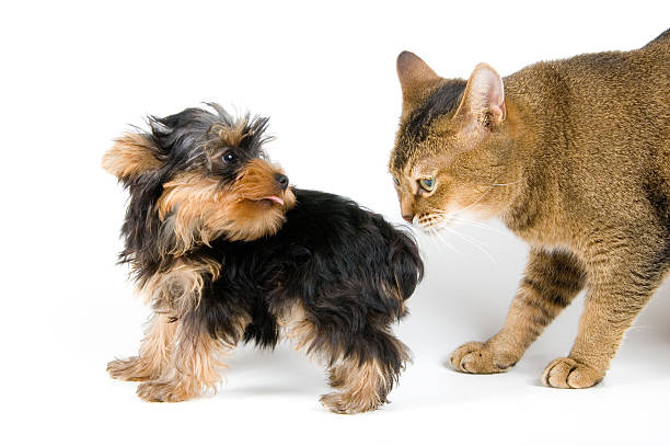 istock The puppy and cat 145154631