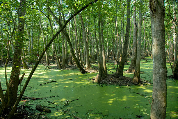 palude - backwoods foto e immagini stock