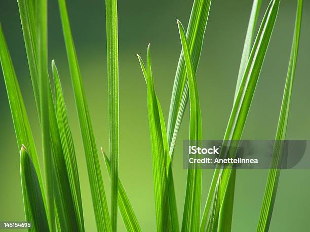 Zielonej Trawa - zdjęcia stockowe i więcej obrazów Bez ludzi - Bez ludzi, Bliskie zbliżenie, Botanika