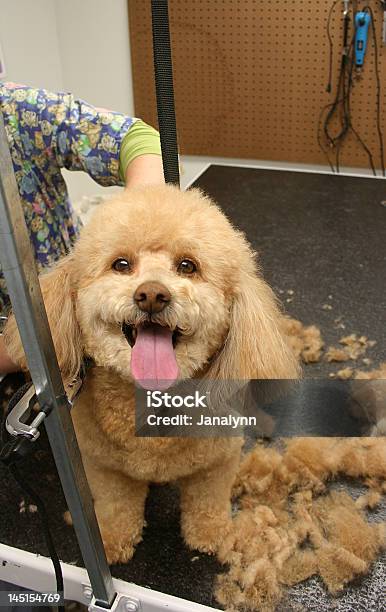 Cane Taglio Di Capelli - Fotografie stock e altre immagini di Barboncino nano - Barboncino nano, Accudire, Allegro