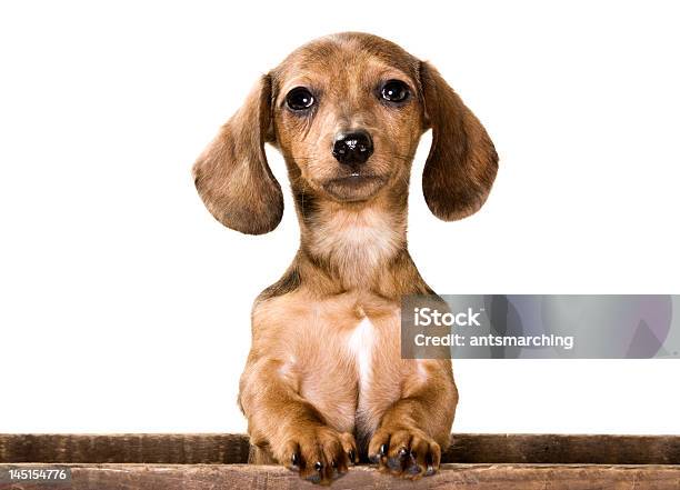 ダックスフンド子犬犬 - チラッと覗くのストックフォトや画像を多数ご用意 - チラッと覗く, 犬, イヌ科