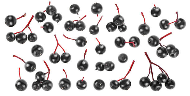 istock Collection of fresh black elderberries isolated on a white background, top view. Elderberry fresh fruit or Sambucus. 1451547864
