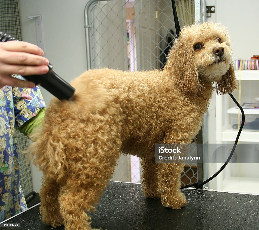 Hund Pflege - Lizenzfrei Minipudel Stock-Foto