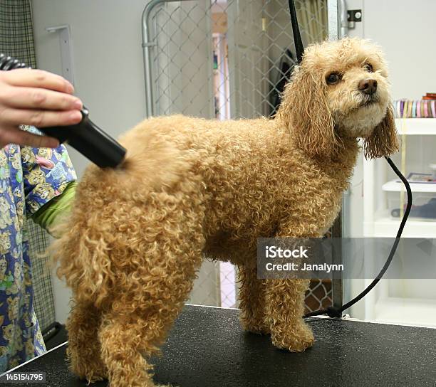 Aseo Y Foto de stock y más banco de imágenes de Caniche miniatura - Caniche miniatura, Animal, Bomba de aire