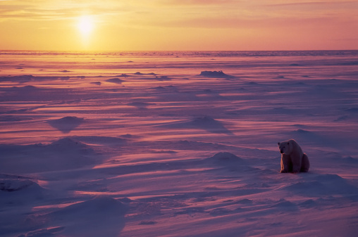 Polar bear sitting on the tundra as the sun sets. Canadian Arctic