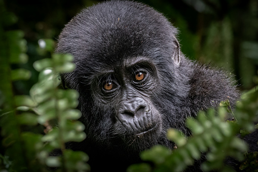 Portrait of a young mountain gorilla (Gorilla beringei beringei) in Uganda's Bwindi Impenetrable Forest.