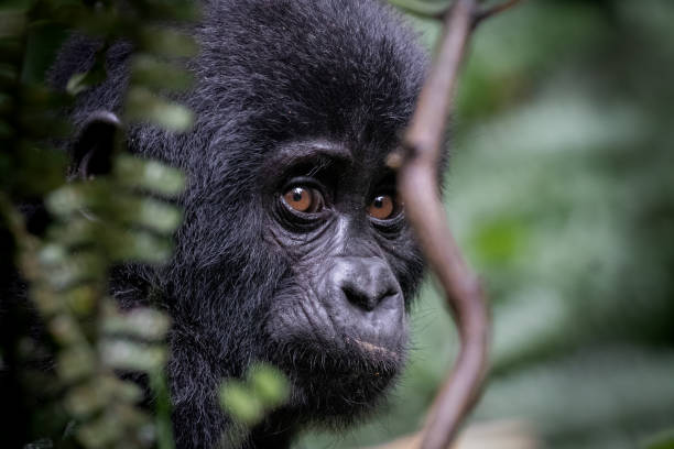 giovane ritratto del gorilla di montagna - gorilla safari animals wildlife photography foto e immagini stock