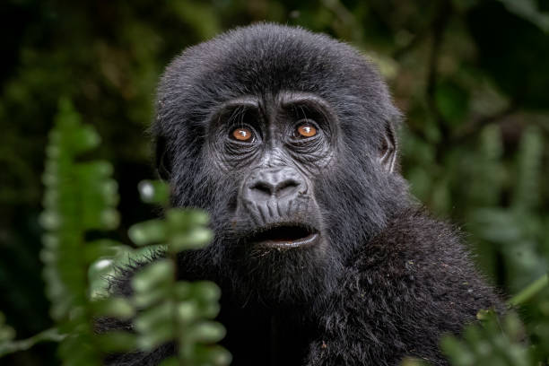 istock Young mountain gorilla portrait 1451551277