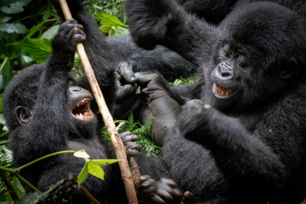 gorilles de montagne espiègles - gorilla safari animals wildlife photography photos et images de collection