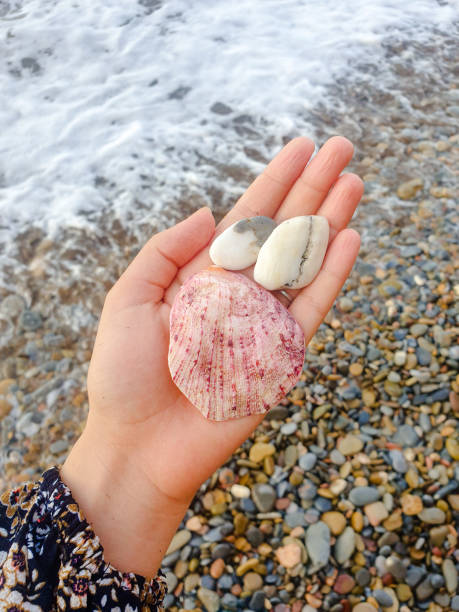 istock Female hand holding a beautiful pink seashell and two white beach pebbles. 1451551530