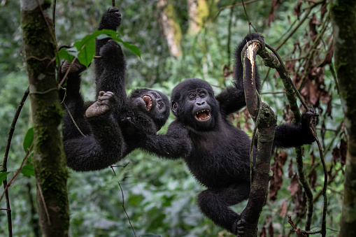 A pair of young mountain gorillas (Gorilla beringei beringei) playing around while hanging from a tree in Uganda's Bwindi Impenetrable Forest