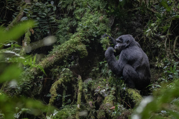 gorilla di montagna nella giungla - gorilla safari animals wildlife photography foto e immagini stock