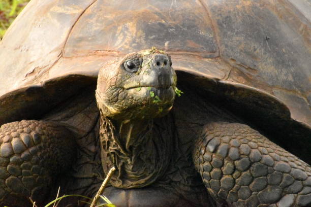 Galapagos Giant Tortoises The giant tortoises of the Galapagos Islands are the largest in the world and can weigh up to 400 kg.
They are scattered all over the islands and their number is increasing due to the work of scientists and park rangers.
In these photos, wild turtles on a small cattle ranch in the highlands of Santa Cruz Island, the most populated of all. santa cruz island galapagos islands stock pictures, royalty-free photos & images