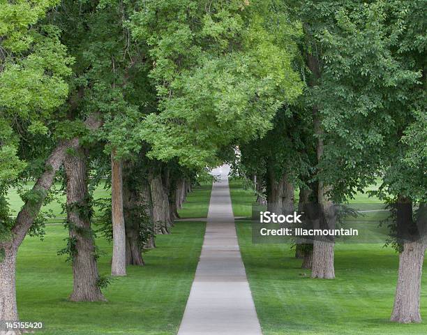 Green Tunel - zdjęcia stockowe i więcej obrazów Baldachim drzew - Baldachim drzew, Wiąz, Arteria