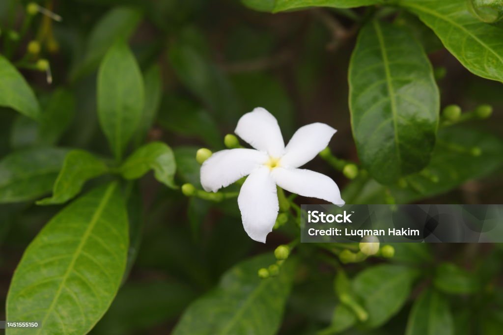 Foto de Jasmim Branco Ou Jasminum Sambac É Uma Espécie De Jasmim Nativa Do  Sul Da Ásia Na Índia Mianmar E Sri Lanka e mais fotos de stock de Abstrato  - iStock