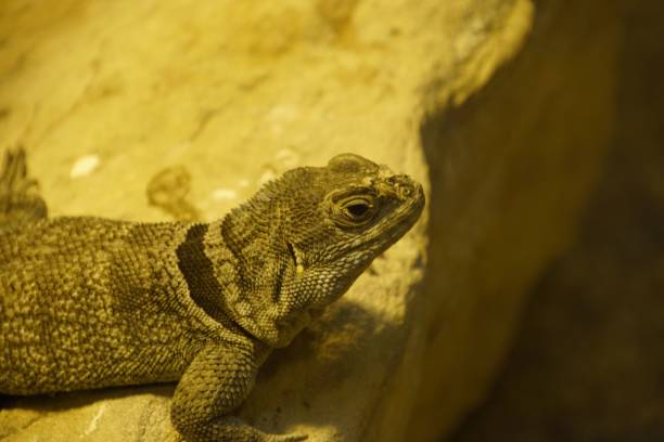 istock Closeup of a Oplurus cuvieri 1451555414