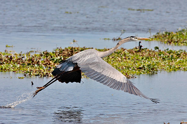 Great Blue Heron takeoff stock photo