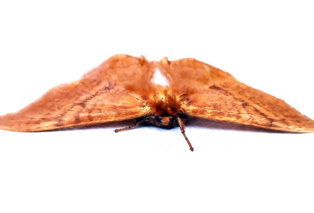 MOTH A beautiful moth on white background. Selective focus on eyes. smerinthus ocellatus stock pictures, royalty-free photos & images