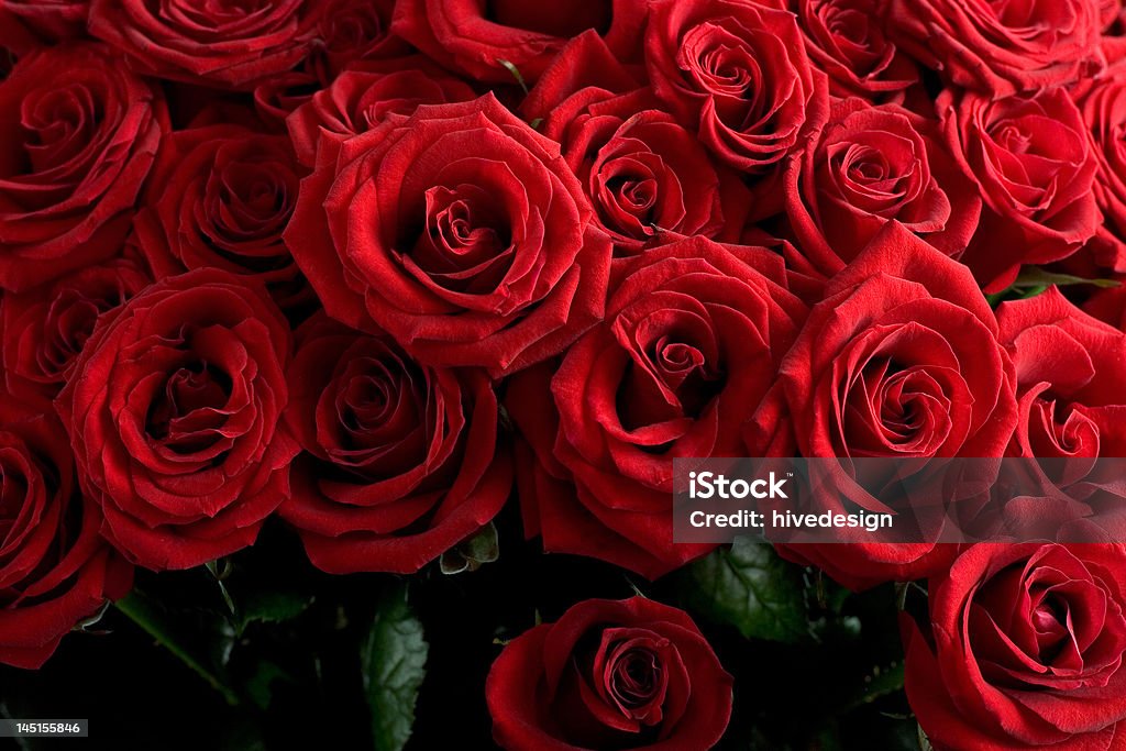 red roses (expressão inglesa) - Royalty-free Amor Foto de stock