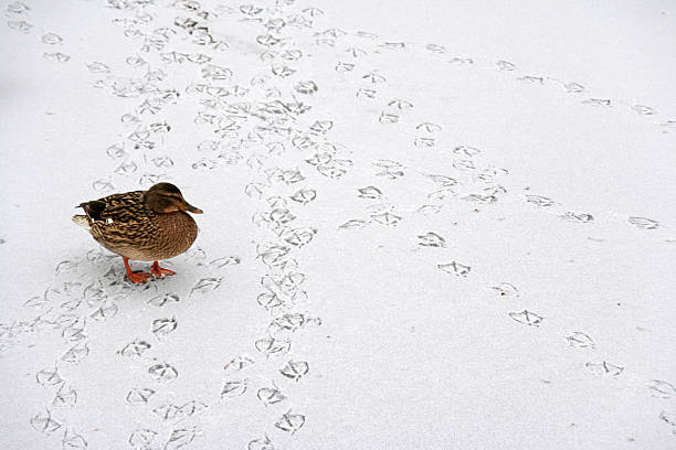Walking in a Winter Wonder Land A duck amidst the trails of many other ducks in the snow. animal track photos stock pictures, royalty-free photos & images