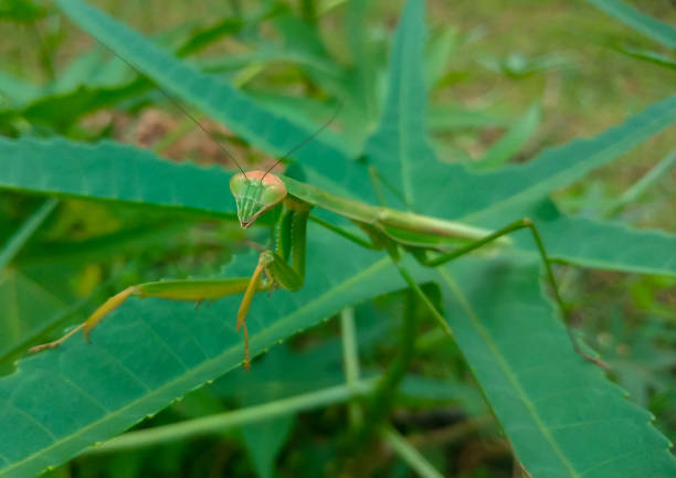istock Praying mantis on green leaves at the forest 1451560826
