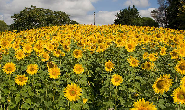 istock Field of Sunflowers on Hill 145156132