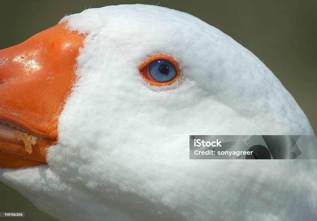 Blanco de ganso - Foto de stock de Aire libre libre de derechos