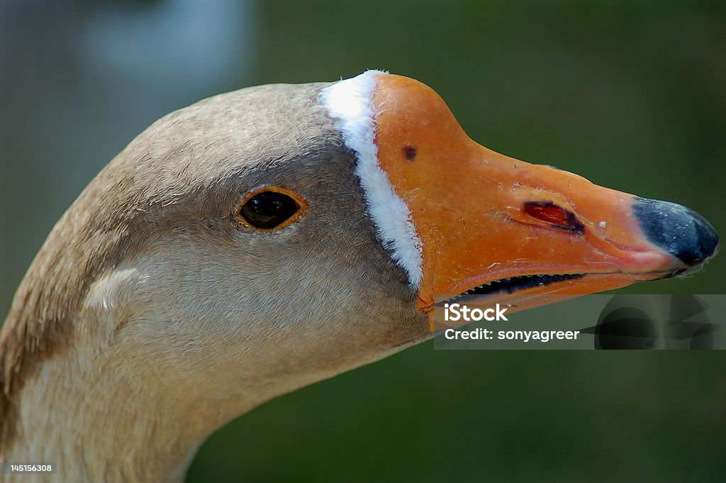 гусь - Стоковые фото Lake Waterfowl роялти-фри