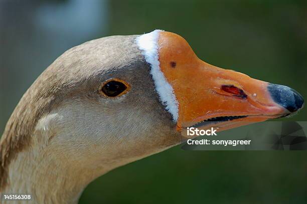 Гусь — стоковые фотографии и другие картинки Lake Waterfowl - Lake Waterfowl, Водоплавающая птица, Горизонтальный