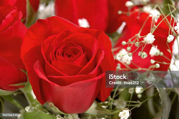 Photo libre de droit de Rose Rouge Dans Un Bouquet banque d'images et plus d'images libres de droit de Une douzaine de roses - Une douzaine de roses, Gypsophile, Amour