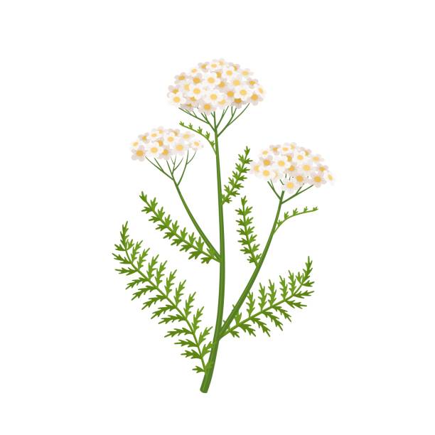Yarrow Yarrow flower vector illustration, scientific name Achillea millefolium, isolated on white background. inflorescence stock illustrations