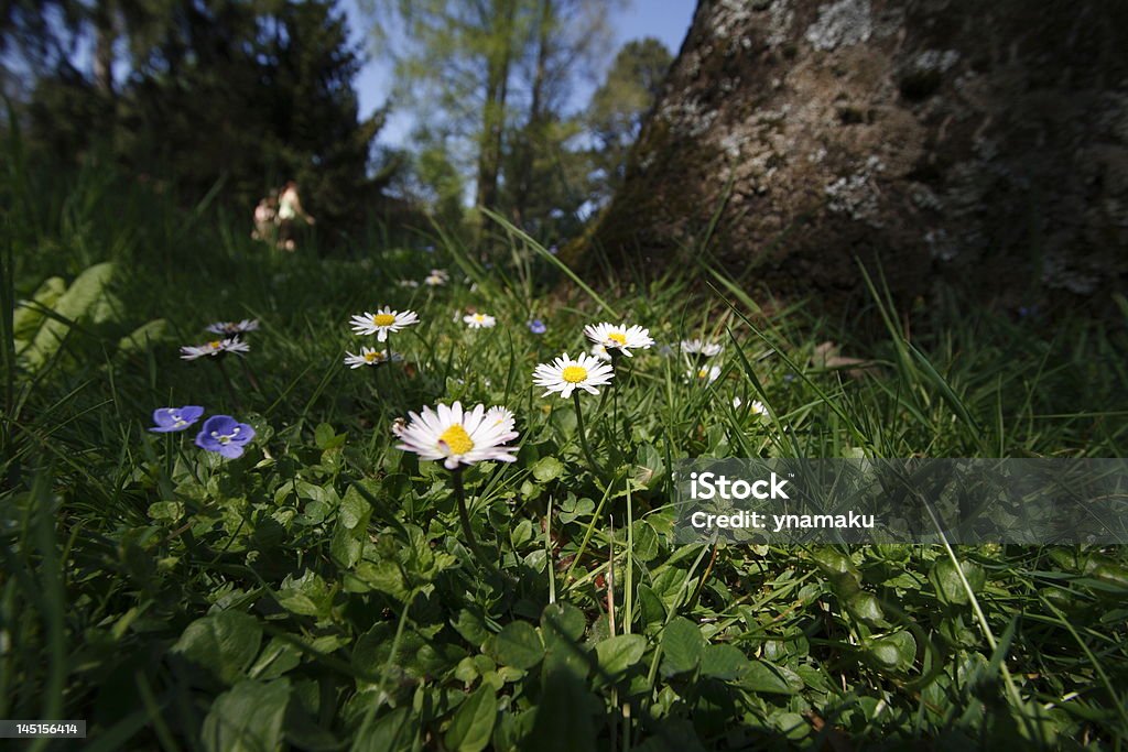 Sinais de primavera - Foto de stock de Ajardinado royalty-free