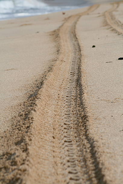 istock Tire Tracks in the Sand 145156416