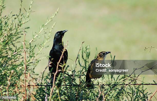 Foto de Grackles e mais fotos de stock de Animal - Animal, Arame farpado - Arame, Beleza natural - Natureza